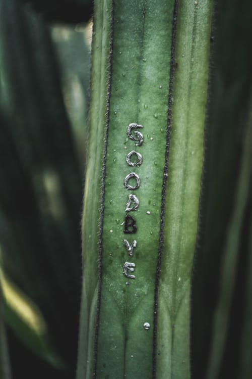 Close-Up Photo Of Cactus