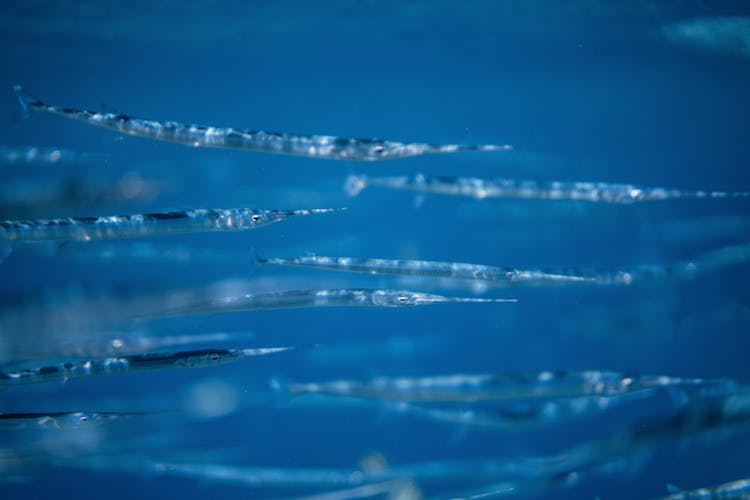 School Of Baby Swordfish In Close-up View