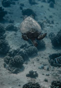 A captivating scene of a sea turtle swimming over a coral reef in clear blue water.