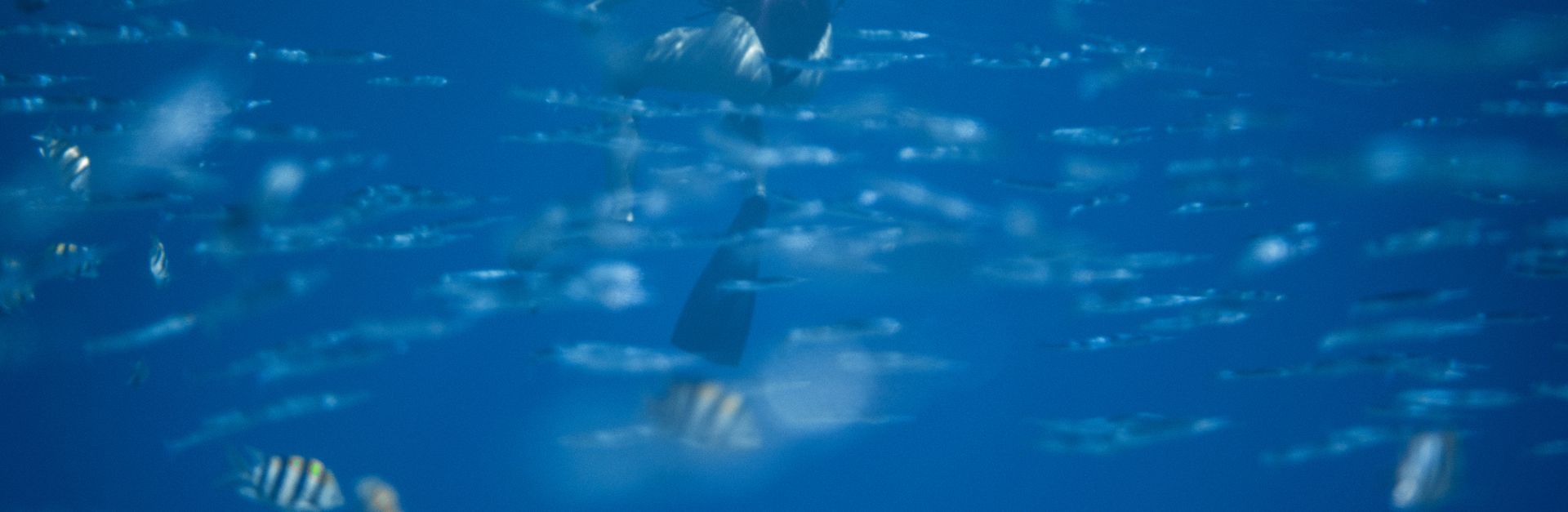 Captivating underwater view featuring a diver swimming among a school of tropical fish.