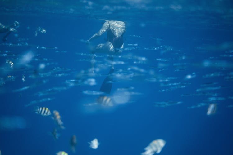 Fishes In Blue Water