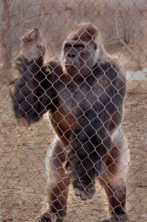 Gorilla Standing Behind Fence