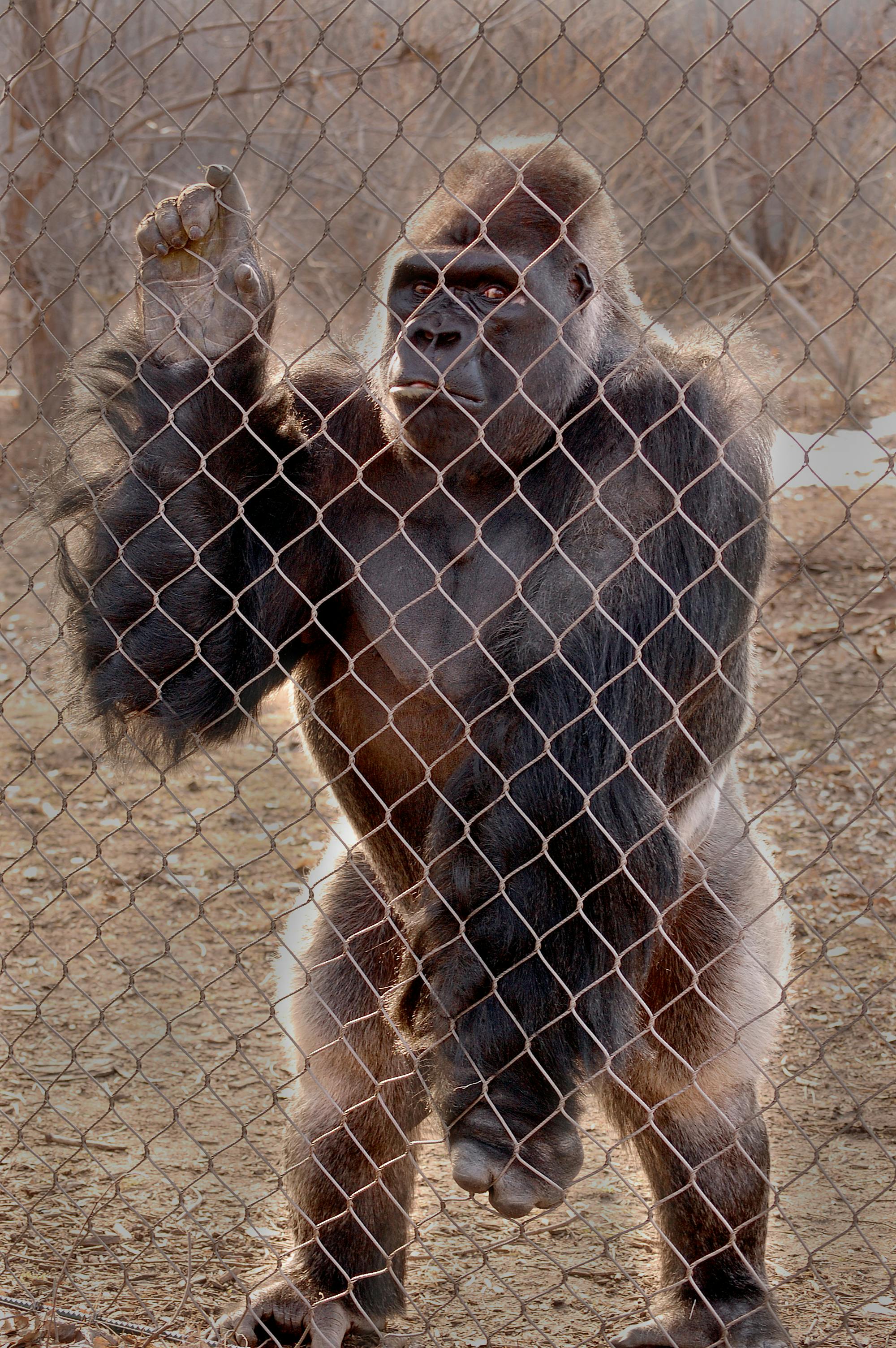 Free stock photo of animal, india, monkey2000 x 3008
