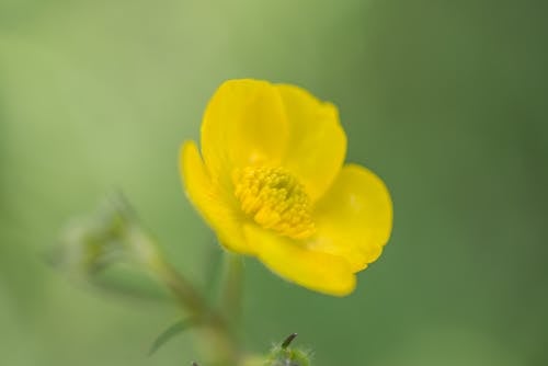 Macro Shot Photography of Yellow Flower