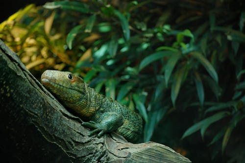 Fotografia Em Foco Raso Lagarto Verde