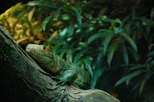 Free A green iguana sits calmly on a tree branch in a lush jungle setting. Stock Photo