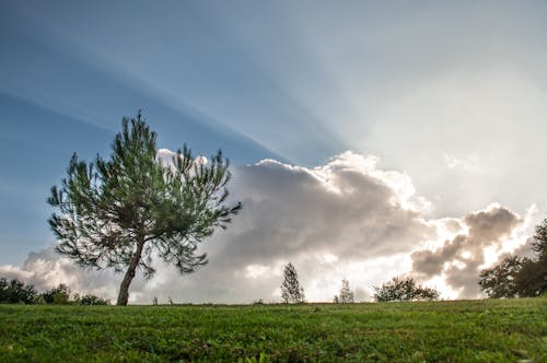 Free Green Tree on Grass Field Stock Photo