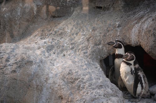 Δωρεάν στοκ φωτογραφιών με ζωολογικός κήπος, ντένβερ, πιγκουίνος