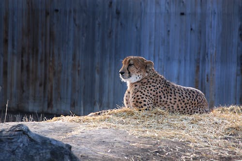 Brązowy Jaguar