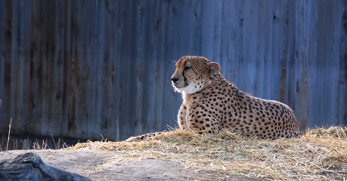 Free stock photo of cheetah, leopard, predator