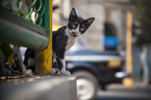 Δωρεάν στοκ φωτογραφιών με mumbai, αιλουροειδές, Αιλουροειδή