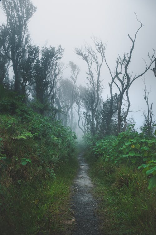 Free Photo Of Foggy Forest Stock Photo
