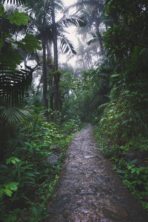 Kostnadsfri bild av djungel, efter regn, frodig