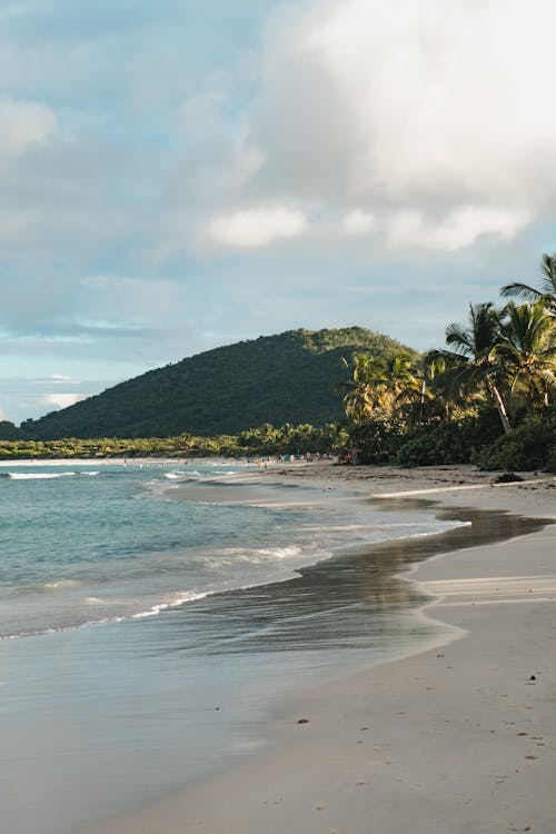 Green Palm Trees on the Shore of a Beach