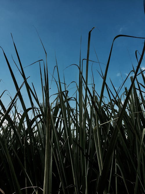 サトウキビ, 干し草, 砂糖の無料の写真素材