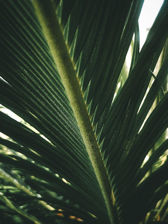 Green Leaves Of A Palm Tree
