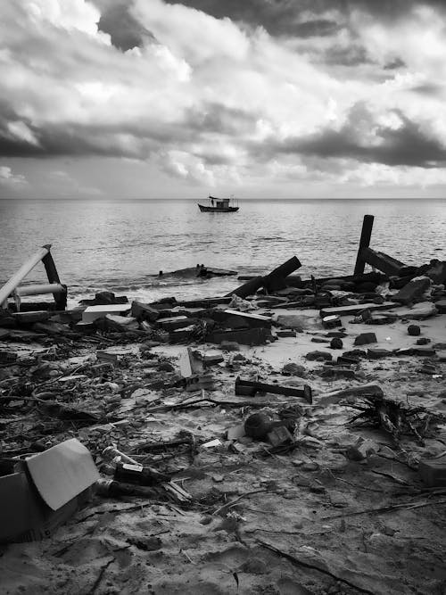 Grayscale Photo of Woods and Logs on the Side of a Beach