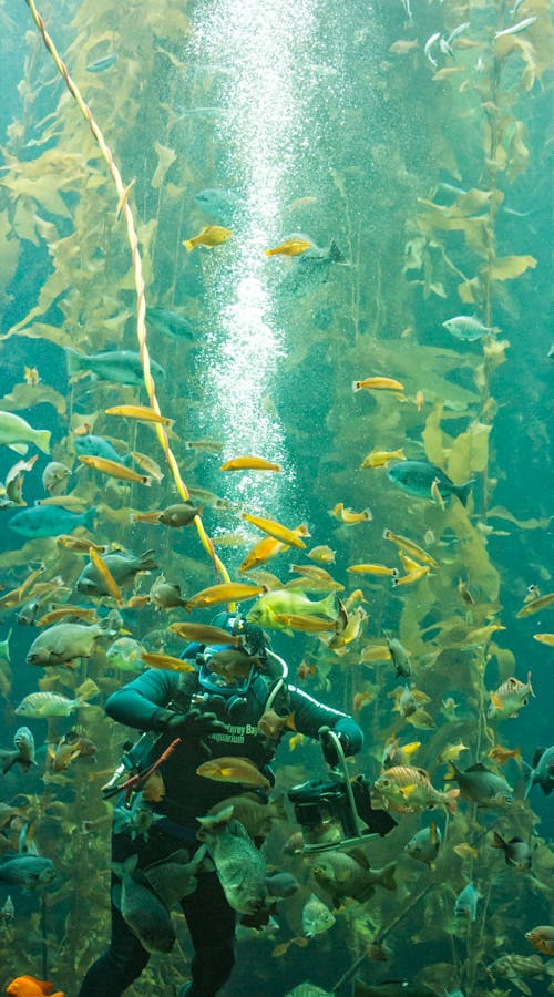 Kostenloses Stock Foto zu aquarium, blaues wasser, fisch