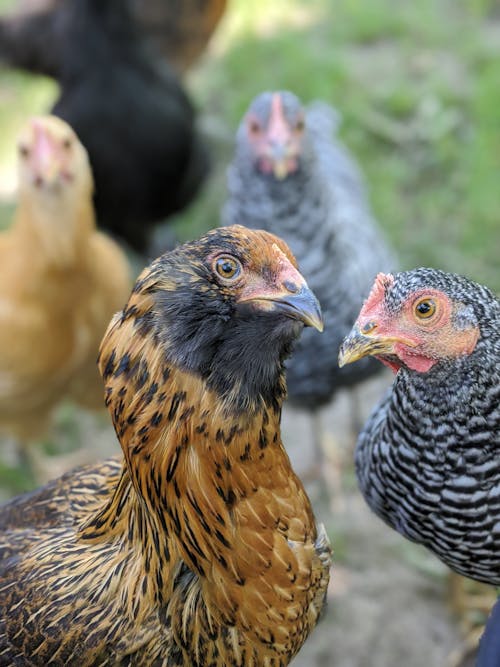 Close-Up Photo Of Chickens