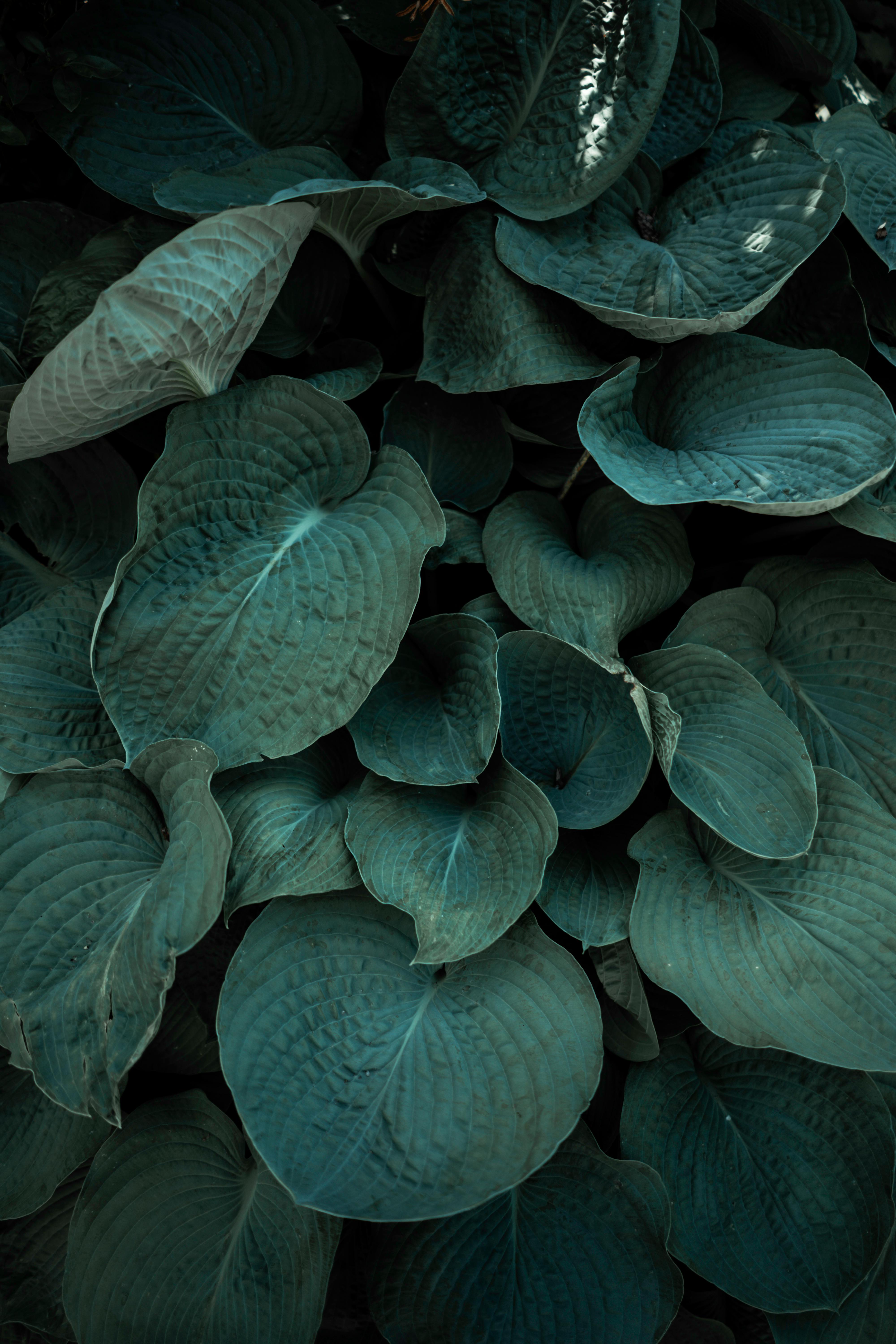 A close-up of lush hosta leaves showcasing their rich green color and intricate textures.