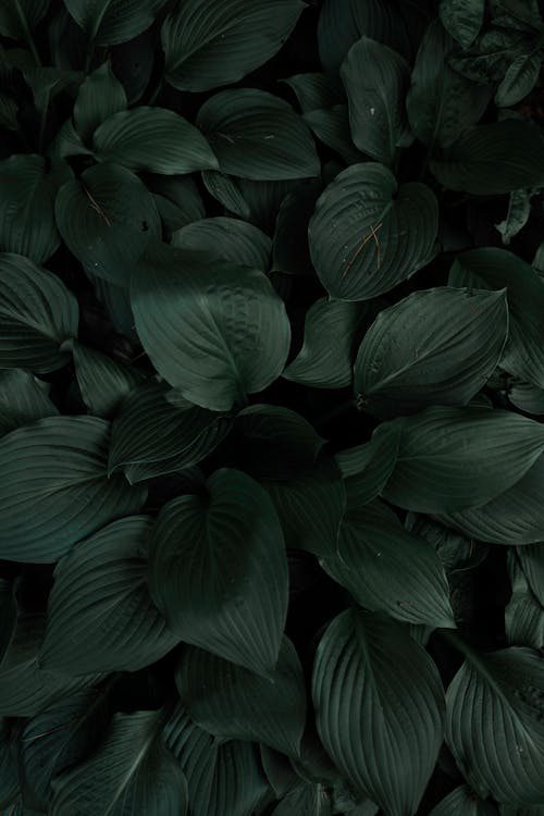 Dark Green Leaves of Plants