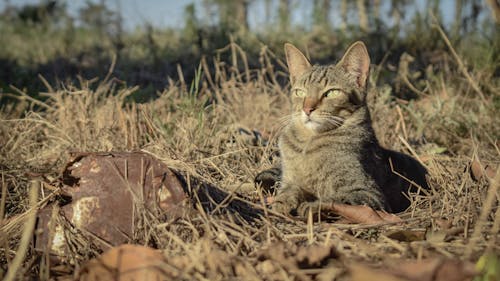 Бесплатное стоковое фото с cara de gato, esfinge, gato domestico