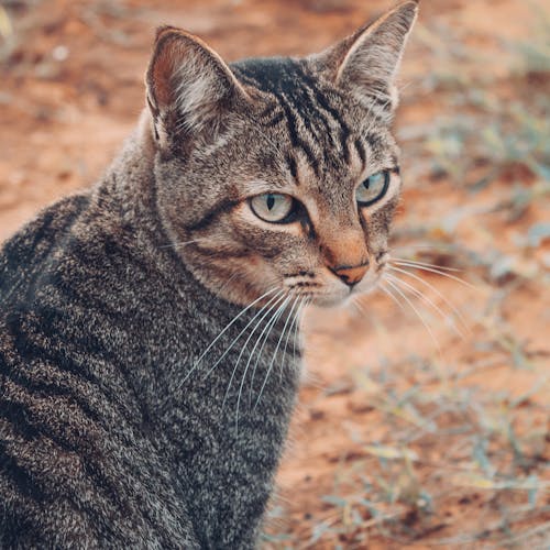 Бесплатное стоковое фото с cara de gato, gato domestico, гато