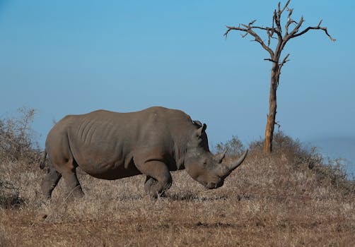 Stunning photograph of a rhino roaming the savannah in South Africa, showcasing its natural habitat.