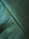 Close-up Photography Of A Banana Leaf