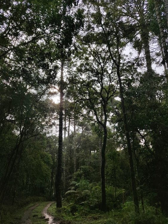 Fotobanka s bezplatnými fotkami na tému cestička, cestovať, chodník