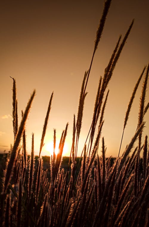 Sun setting over reed field in countryside