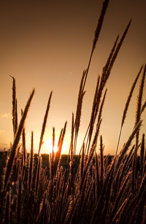 Free Picturesque scenery dry tall desho grass growing in field against sunset sky in countryside Stock Photo