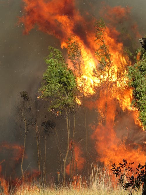 Foto profissional grátis de ardente, árvores, bushfire
