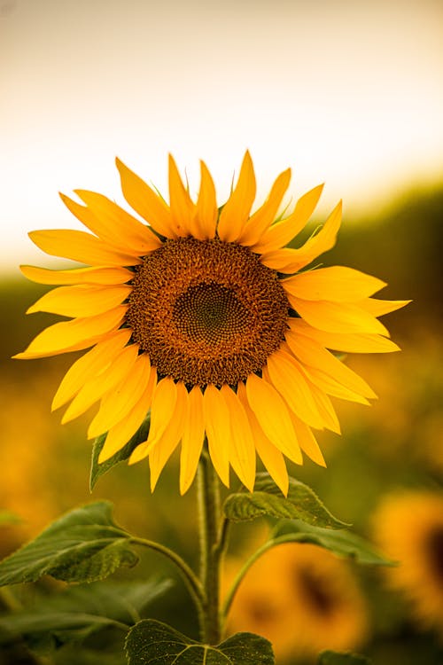 A Beautiful Yellow Sunflower in Close Up Photography