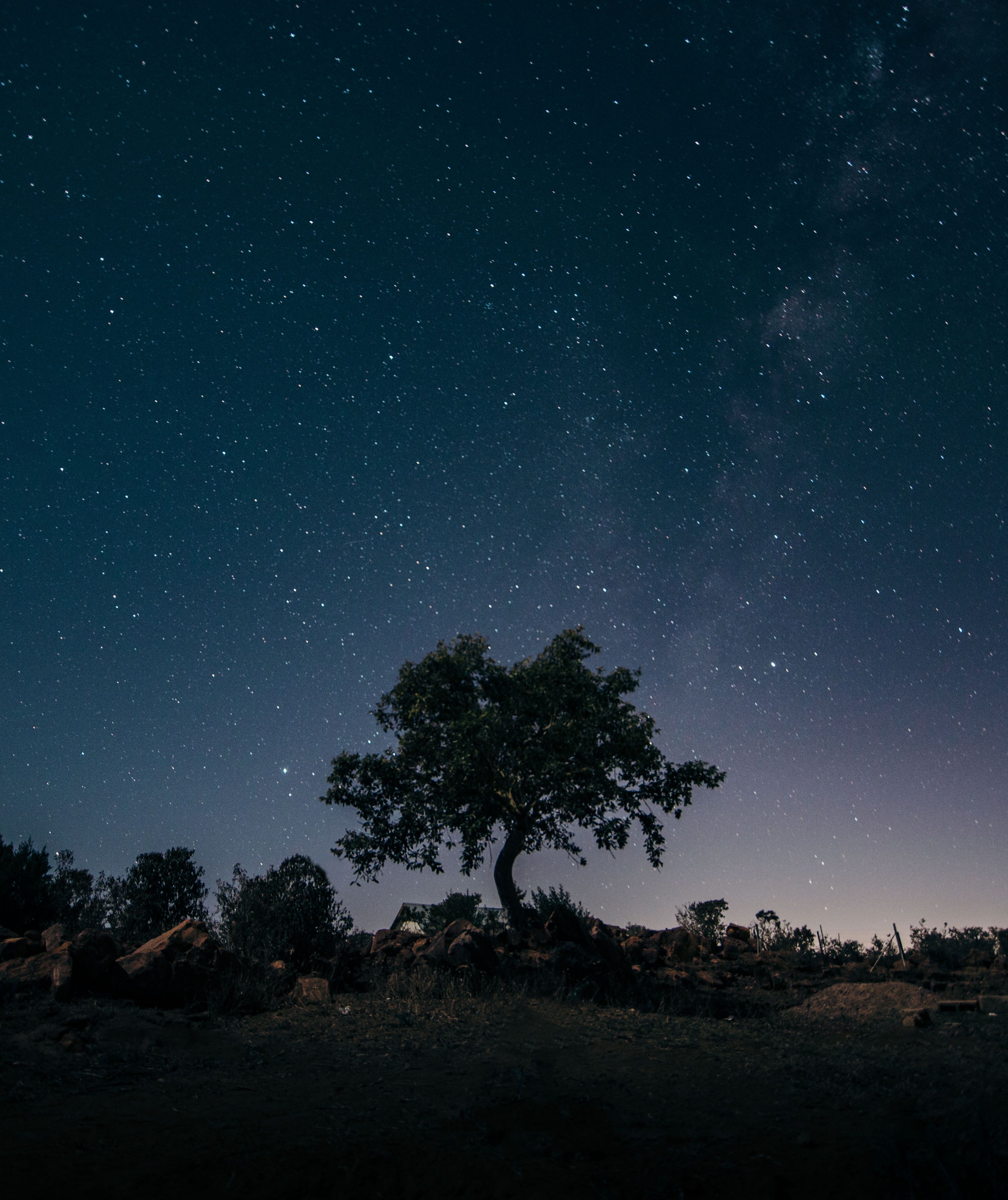 夜幕下，一棵孤树在星空映衬下轮廓分明，营造出宁静而令人惊叹的景观