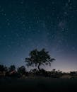 夜幕下，一棵孤树在星空映衬下轮廓分明，营造出宁静而令人惊叹的景观