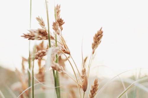 Macro Shot Photography of Wheat Grasses
