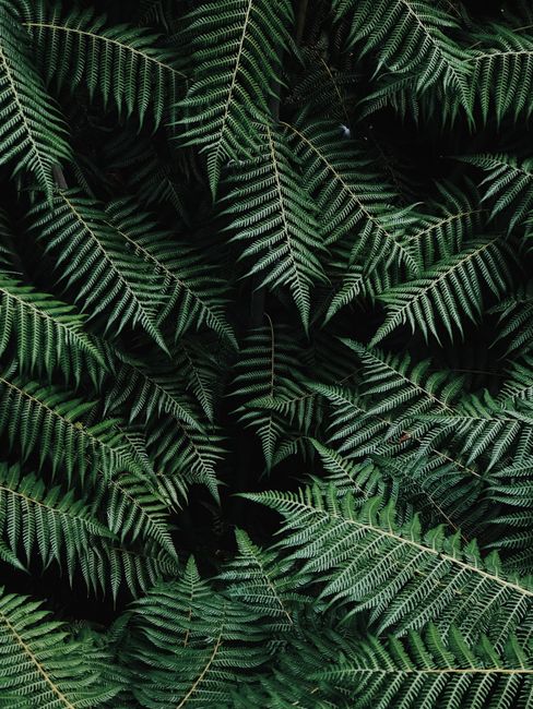 Close-up of lush green fern fronds displaying an intricate natural pattern, perfect for nature backgrounds.