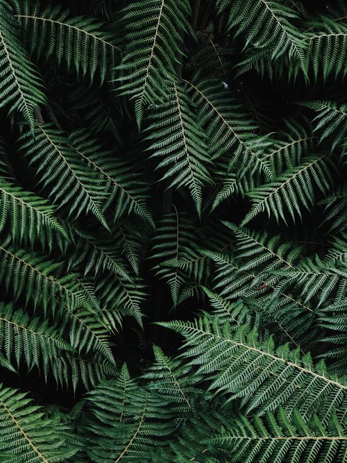 Free Close-up of lush green fern fronds displaying an intricate natural pattern, perfect for nature backgrounds. Stock Photo