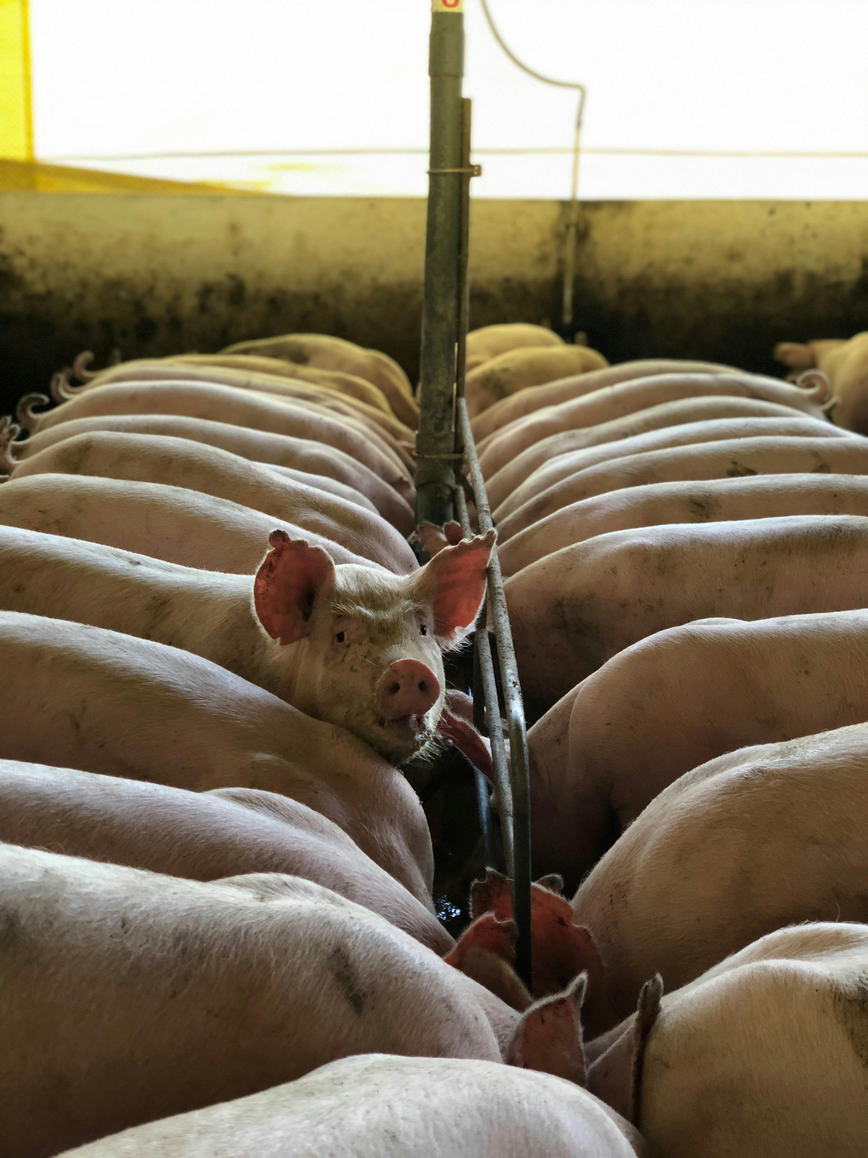 pigs feeding in farm barn