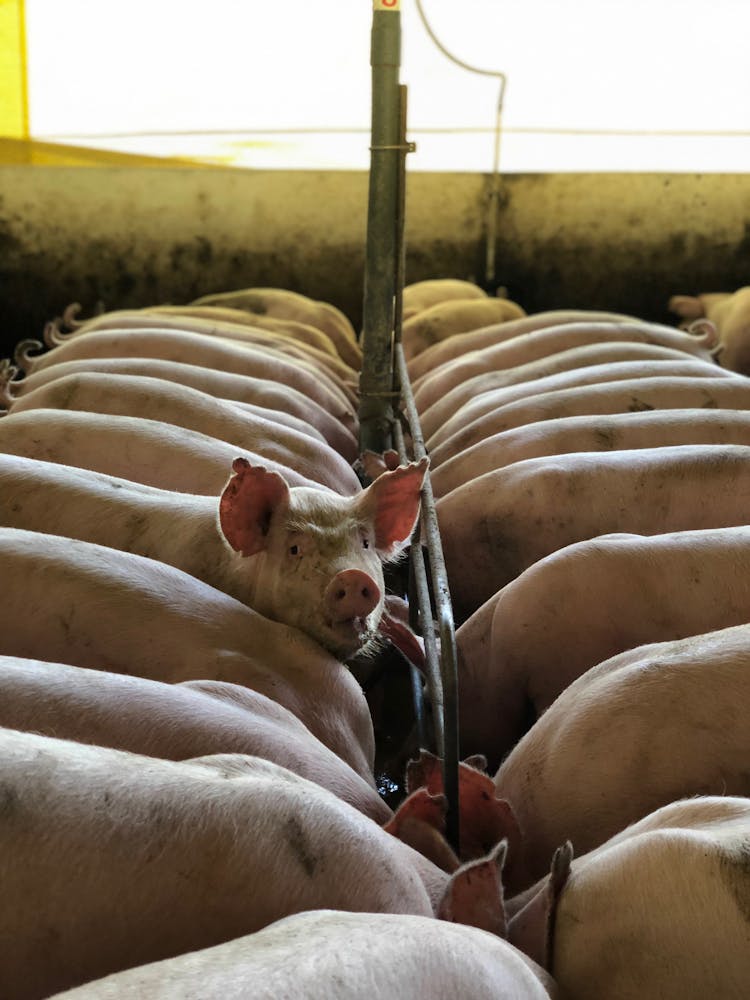 Pigs Feeding In Farm Barn