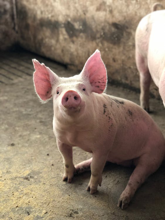Funny little pig with small eyes and big ears sitting on ground in farm and looking at camera