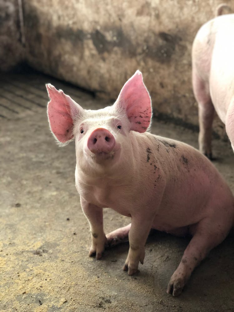 Cute Pig Sitting In Barn