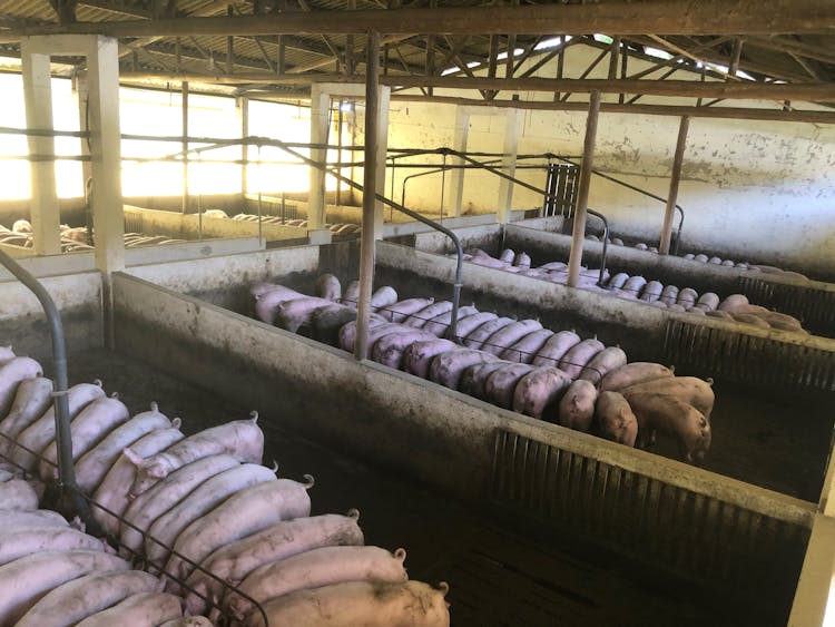 Pigs Feeding In Spacious Barn