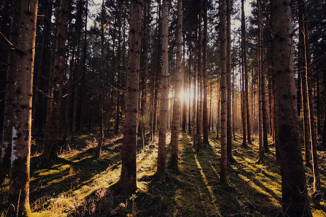 Brown and Green Trees