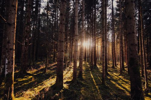 Free Sunlight streams through a coniferous forest, casting long shadows and illuminating the lush undergrowth. Stock Photo