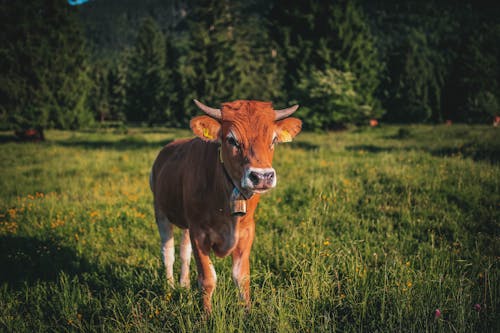 緑の芝生のフィールドに茶色の牛