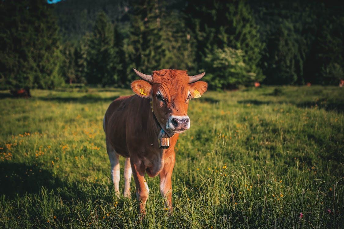 Brown Cow on Green Grass Field