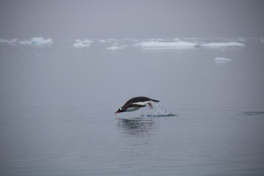 penguin photo