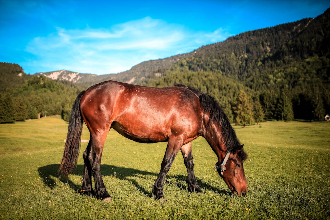 匹棕色的馬，吃草